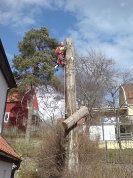 Komplicerad trädfällning