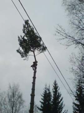 Komplicerad trädfällning