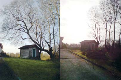 Träd över hus